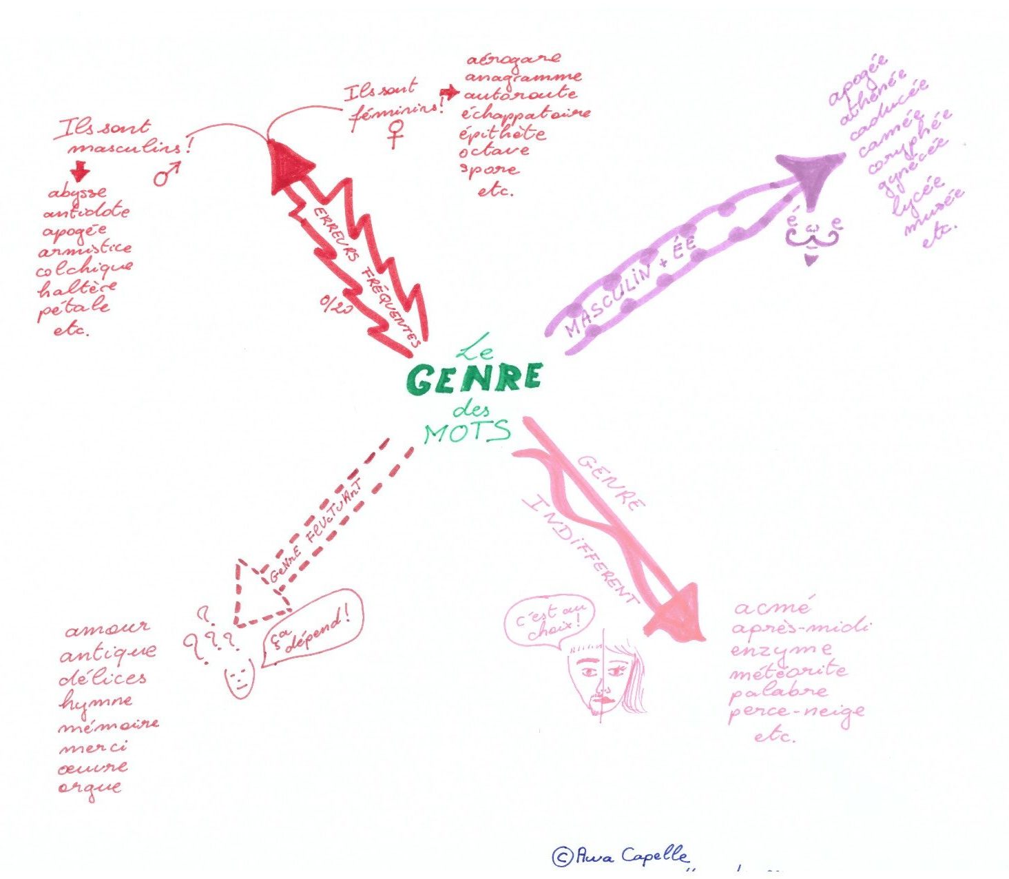 carte mentale orthographe genre des mots