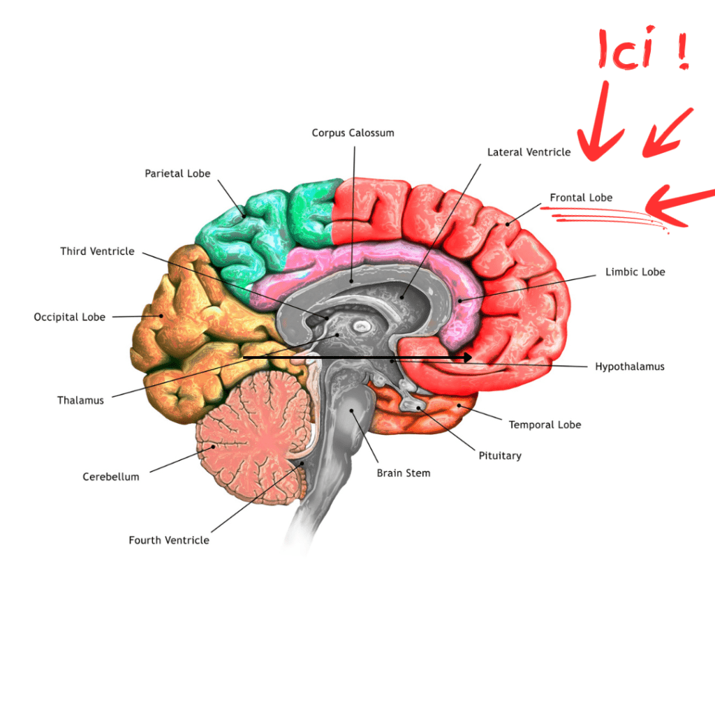 cerveau émotions