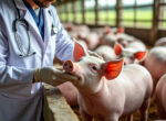 découvrez des conseils essentiels pour prévenir le rouget et assurer la santé optimale de vos porcs. protégez votre élevage grâce à des stratégies efficaces et simples à mettre en œuvre.